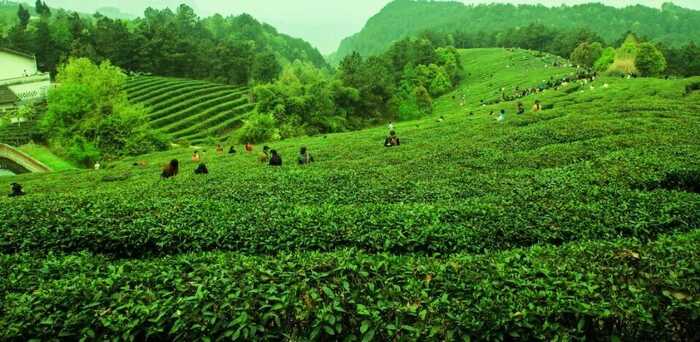 茶韻飄香，山水共賞?