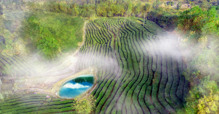 茶韻飄香，山水共賞?