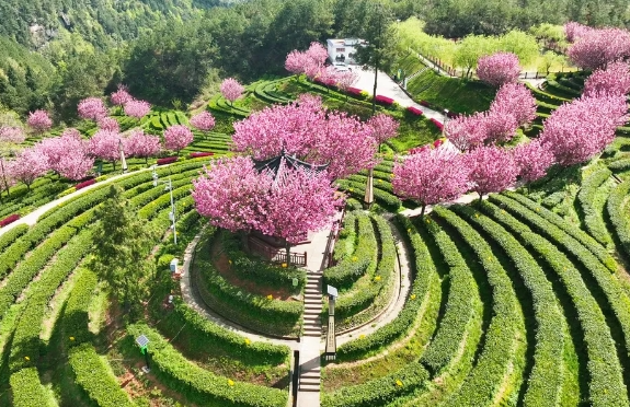 茶韻飄香，山水共賞?