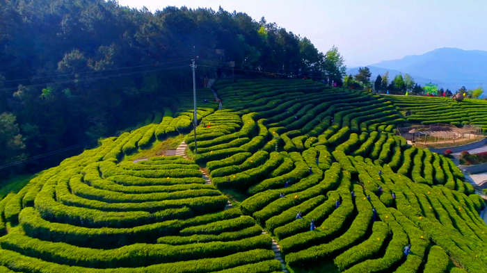 茶韻飄香，山水共賞?