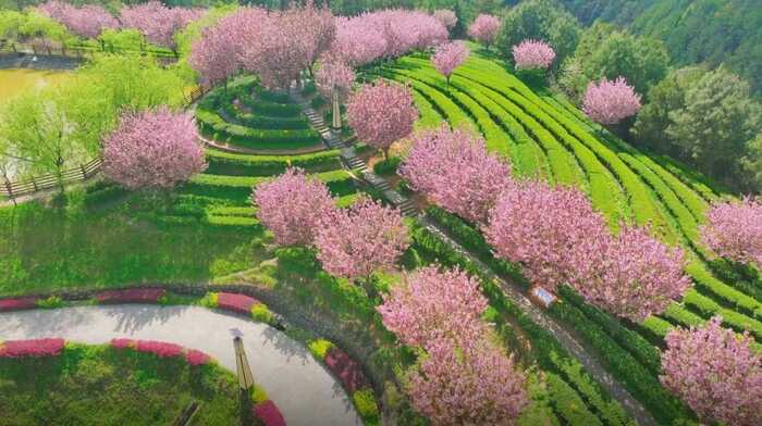 茶韻飄香，山水共賞?