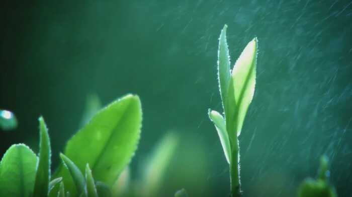 茶韻飄香，山水共賞?