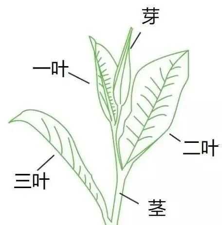 甜香還是花香？葉片等級塑造紅茶風(fēng)味