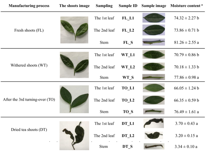 烏龍茶為什么要帶茶梗？科學(xué)揭示茶梗里的香氣密碼