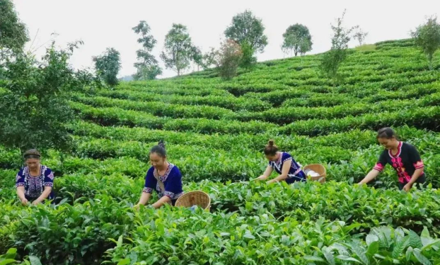 瀾滄東回：“共富茶園”飄出民族團結(jié)香