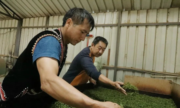 瀾滄東回：“共富茶園”飄出民族團結(jié)香