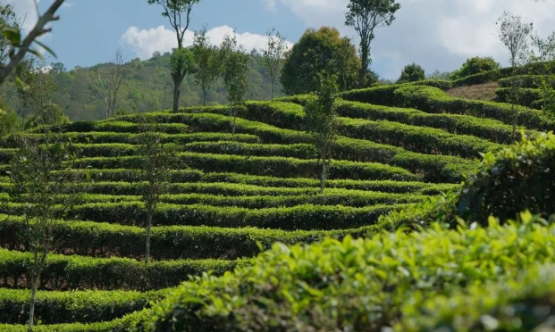 瀾滄東回：“共富茶園”飄出民族團結(jié)香