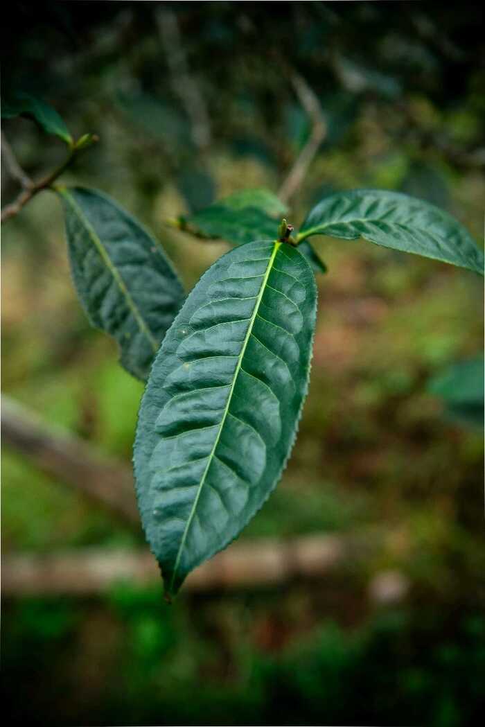 為什么普洱茶越喝到后面越澀？