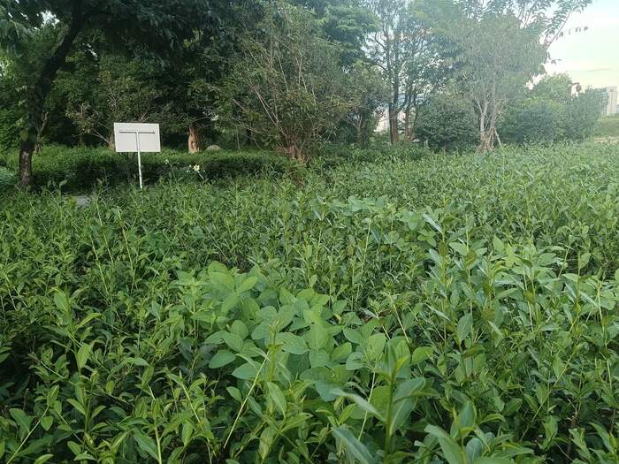 提出20周年！“兩山”理念如何助力茶業(yè)發(fā)展？