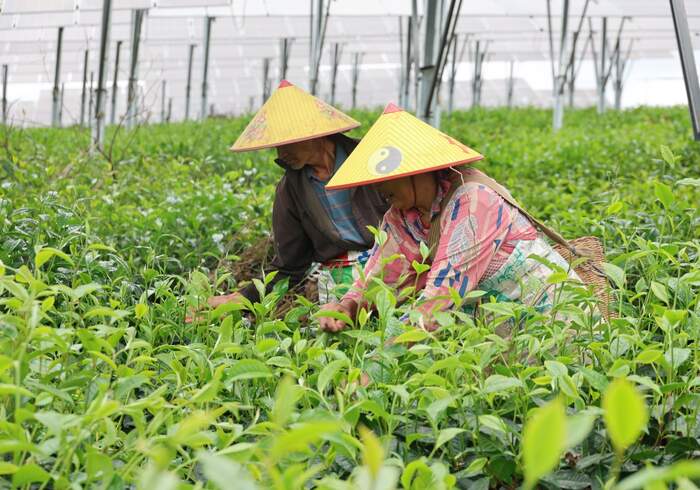 景谷民樂：茶光互補點“綠”成金 交出亮眼“綠色答卷”