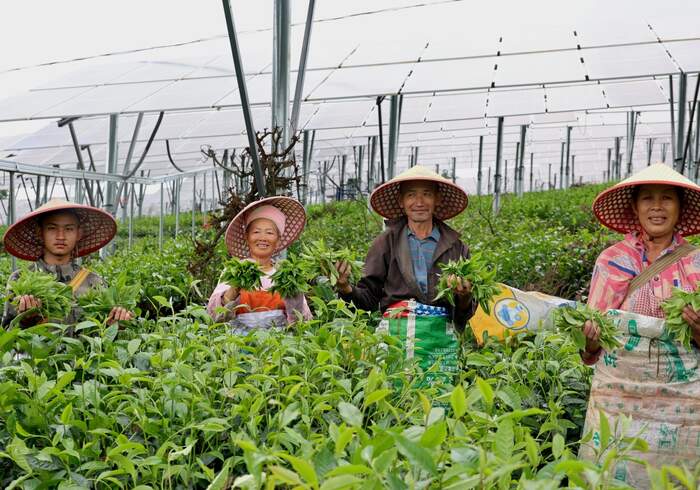 景谷民樂：茶光互補點“綠”成金 交出亮眼“綠色答卷”