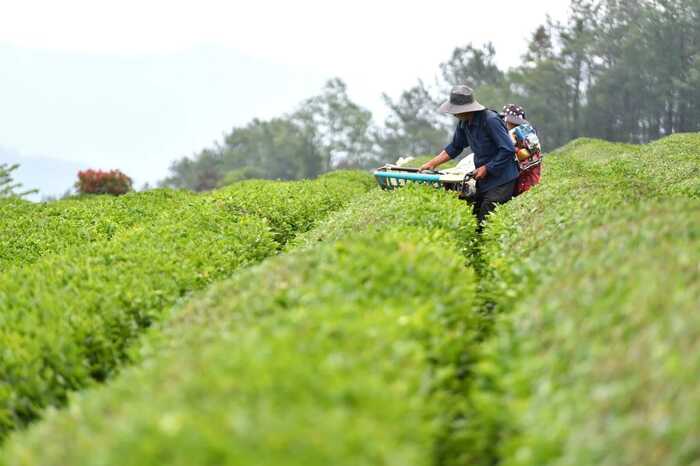 2024年茶園生產(chǎn)機械化研究現(xiàn)狀與發(fā)展趨勢