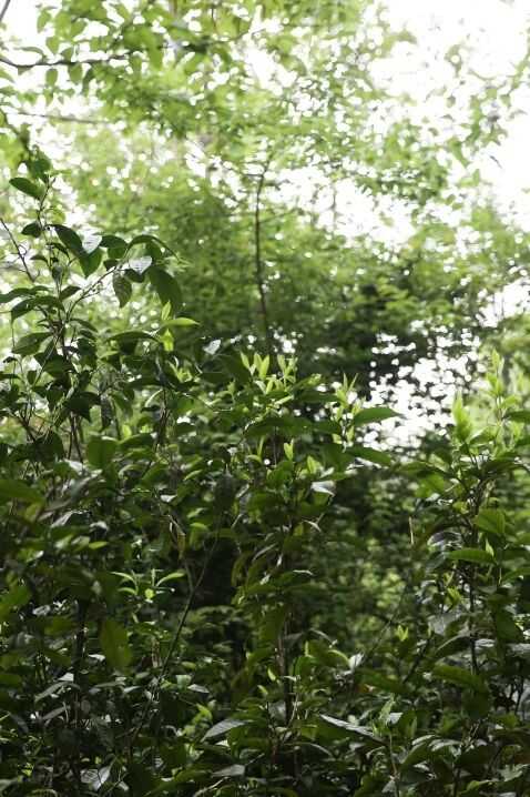 下關(guān)大理公社餅茶 來自風(fēng)花雪月的鄉(xiāng)愁