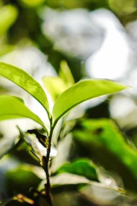 下關(guān)大理公社餅茶 來自風(fēng)花雪月的鄉(xiāng)愁