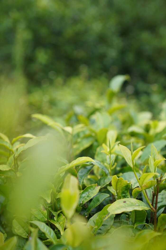 下關(guān)大理公社餅茶 來自風(fēng)花雪月的鄉(xiāng)愁