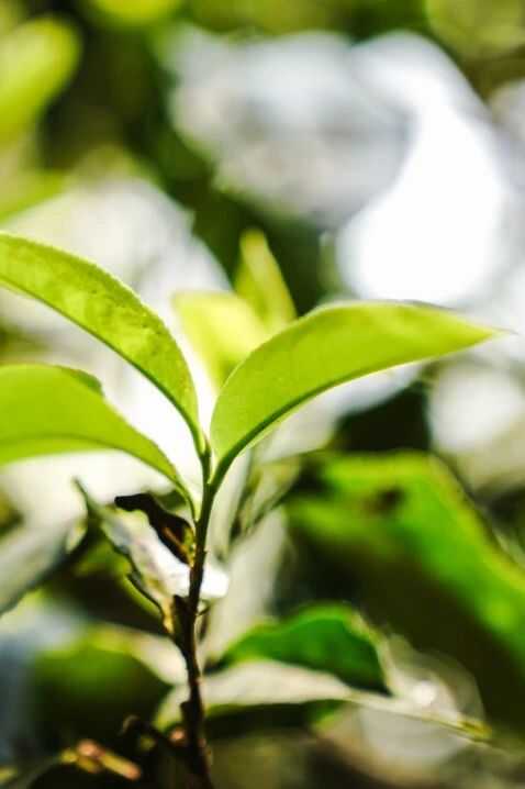 下關(guān)大理公社餅茶 來自風(fēng)花雪月的鄉(xiāng)愁