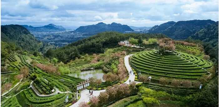 《非遺·平昌》平昌青芽茶制作技藝簡介