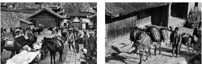 60周年，看西藏的這片“綠葉”如何跨越高原，綻放出金色光芒