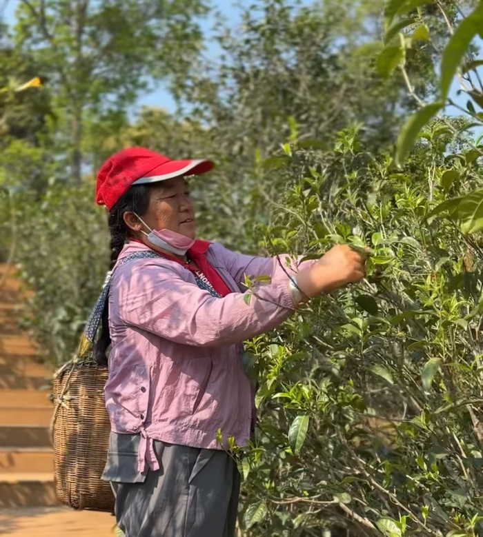 連續(xù)4年低迷，普洱茶市場(chǎng)何時(shí)觸底反彈？