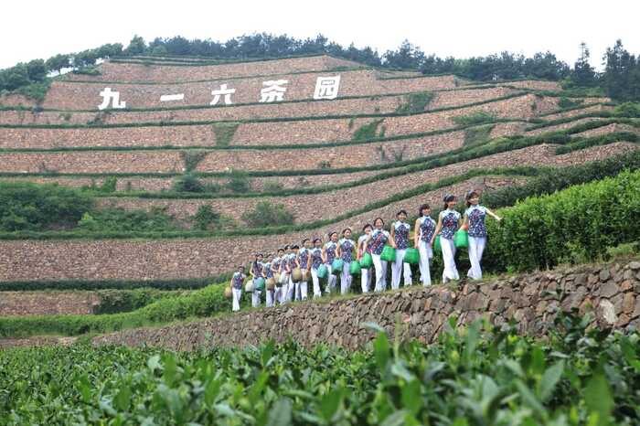 舒城小蘭花茶適制品種資源評(píng)價(jià)模型的 構(gòu)建與應(yīng)用