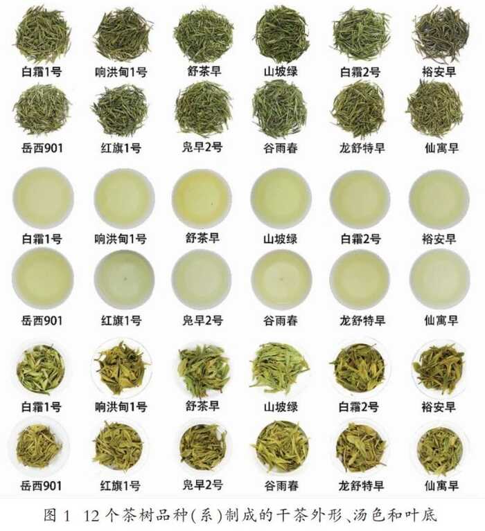 舒城小蘭花茶適制品種資源評(píng)價(jià)模型的 構(gòu)建與應(yīng)用