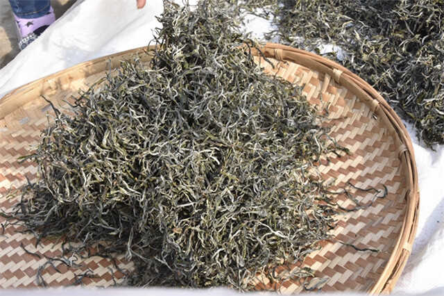 曬青是普洱茶“越陳越香”的關(guān)鍵基礎(chǔ)工藝