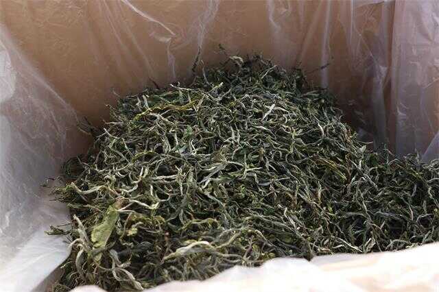 曬青是普洱茶“越陳越香”的關(guān)鍵基礎(chǔ)工藝