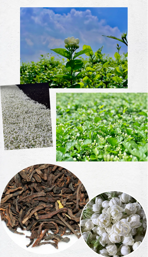 新品上市  中茶普洱茉莉花茶