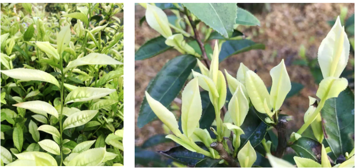 彩色茶樹及其主要品種介紹