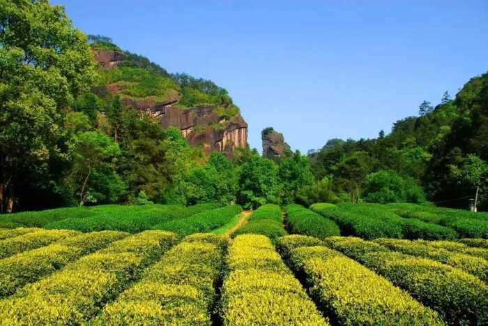 福建以茶為媒，向世界分享中國(guó)智慧