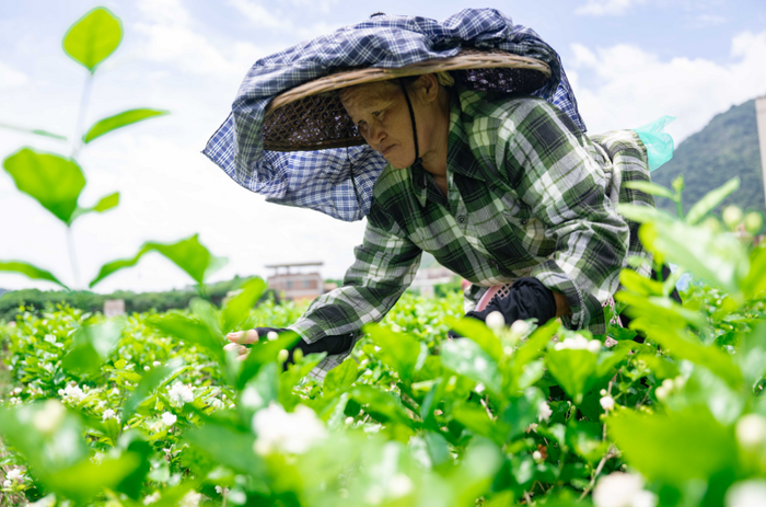 福建以茶為媒，向世界分享中國(guó)智慧