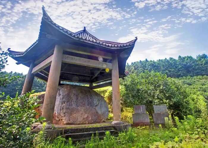 福建以茶為媒，向世界分享中國(guó)智慧