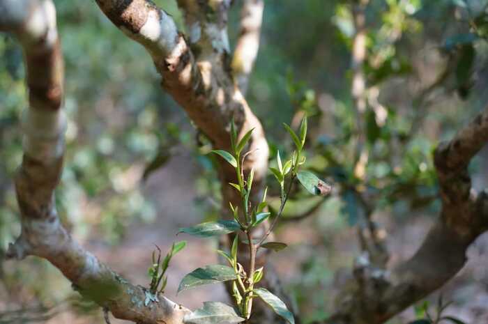 八角亭景邁山大平掌古樹(shù)春茶 獨(dú)特韻味，一品難忘