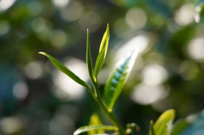 八角亭景邁山大平掌古樹(shù)春茶 獨(dú)特韻味，一品難忘