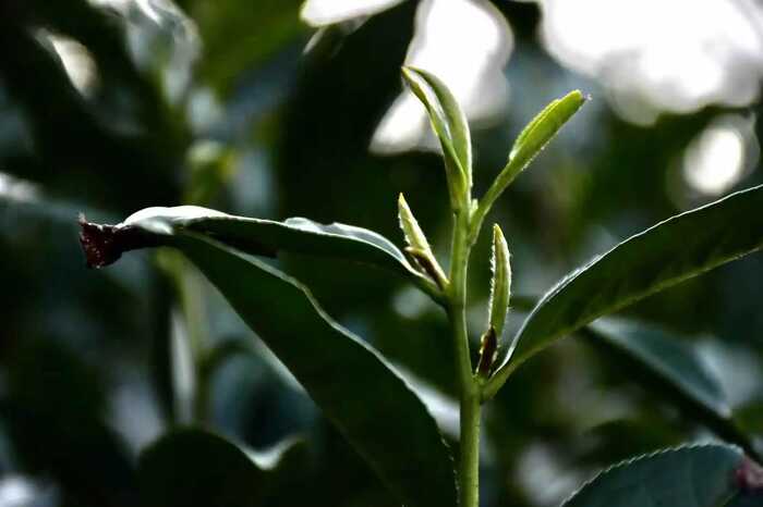 喝茶能減排！研究發(fā)現(xiàn)每喝1公斤福鼎白茶，可減少6公斤CO?排放