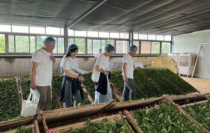 喝茶能減排！研究發(fā)現(xiàn)每喝1公斤福鼎白茶，可減少6公斤CO?排放