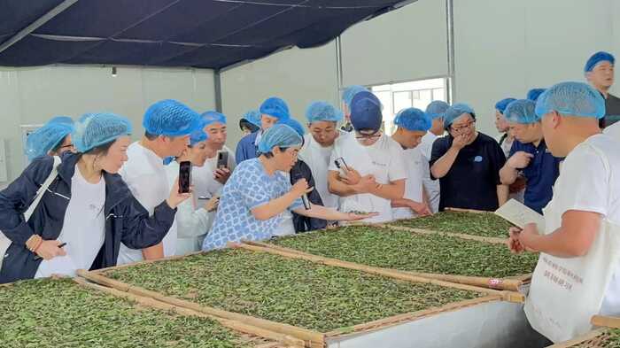 喝茶能減排！研究發(fā)現(xiàn)每喝1公斤福鼎白茶，可減少6公斤CO?排放