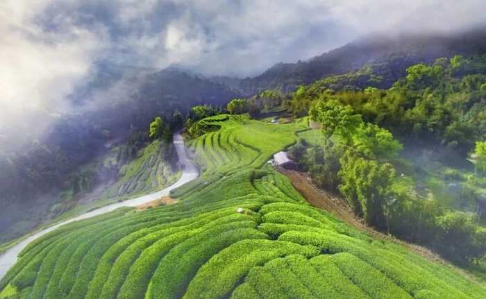 喝茶能減排！研究發(fā)現(xiàn)每喝1公斤福鼎白茶，可減少6公斤CO?排放