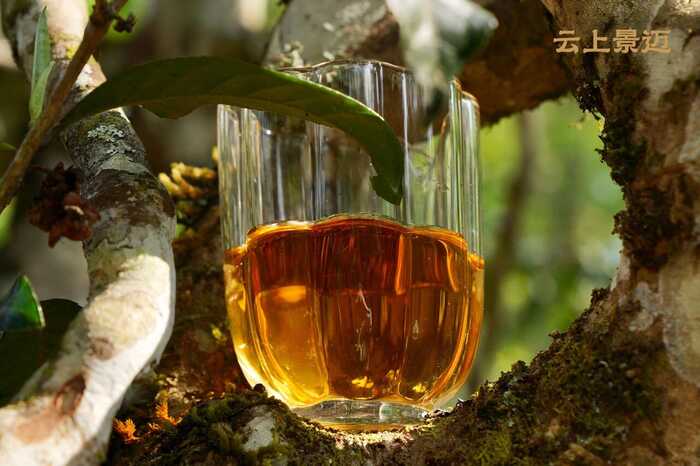 下關(guān)沱茶2025云上景邁古樹(shù)沱茶