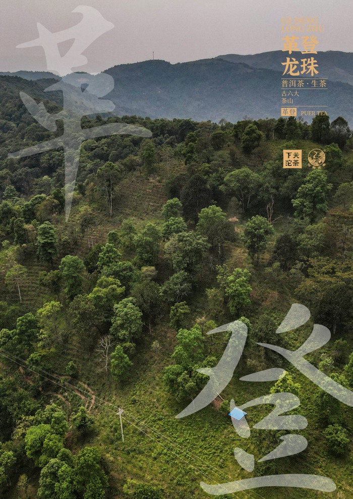 古六大茶山 下關(guān)沱茶革登·龍珠