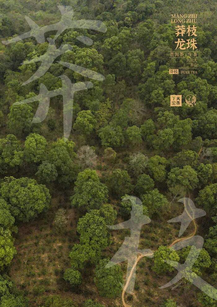 “六大茶山中最香的茶”——下關(guān)莽枝·龍珠