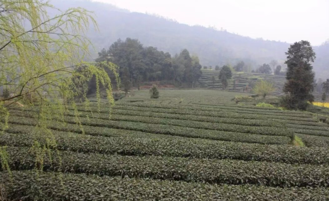 雅安市名山區(qū)茶業(yè)協(xié)會(huì)：關(guān)于規(guī)范使用茶葉綠色食品原料基地農(nóng)藥的倡議書(shū)