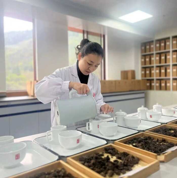 從80年代獲國家外經(jīng)貿(mào)部嘉獎，到參與國標(biāo)樣品研制，瀾滄古茶何以筑牢熟茶品質(zhì)根基？