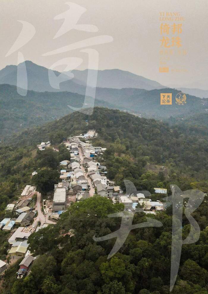 “六大茶山中的苦甜交織?”——下關(guān)倚邦·龍珠