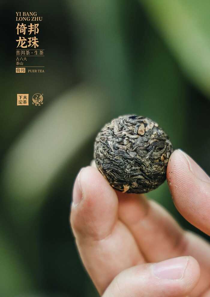 “六大茶山中的苦甜交織?”——下關(guān)倚邦·龍珠