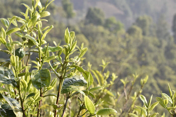 普洱茶行業(yè)怪象：市場規(guī)模擴(kuò)大，實(shí)體門店卻在加速關(guān)門！