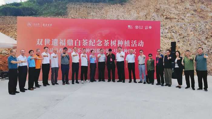 如何诠释“非遗”“农遗”时代新价值？中国白茶引领者打个样！