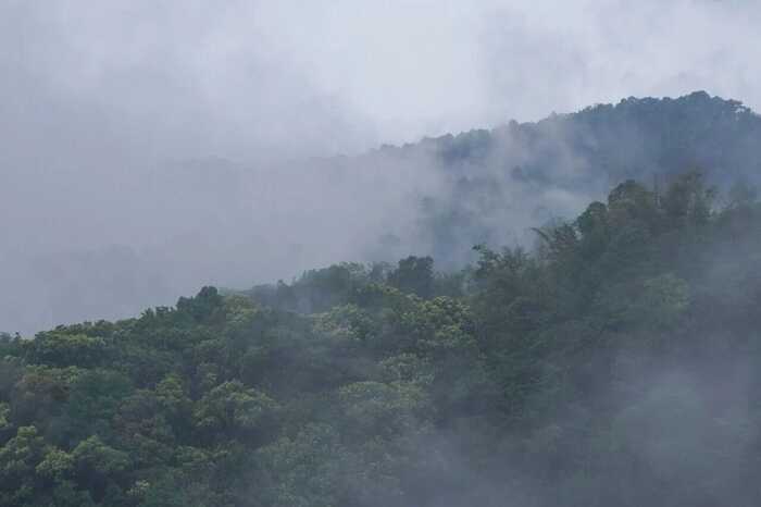 下關(guān)冰島老寨餅茶  藏在 “雙獅” 里的冰島老寨古樹茶香