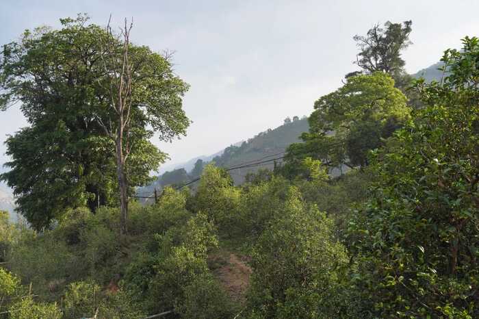 下關(guān)冰島老寨餅茶  藏在 “雙獅” 里的冰島老寨古樹茶香
