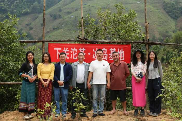 下關(guān)冰島老寨餅茶  藏在 “雙獅” 里的冰島老寨古樹茶香